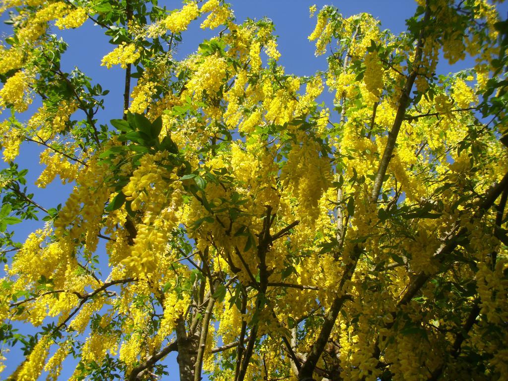 Laburnum *